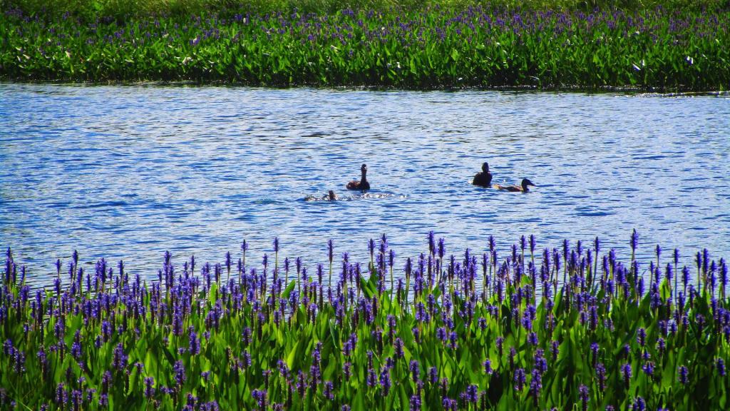 Photo: Sacandaga River [Expires July 30 2026]