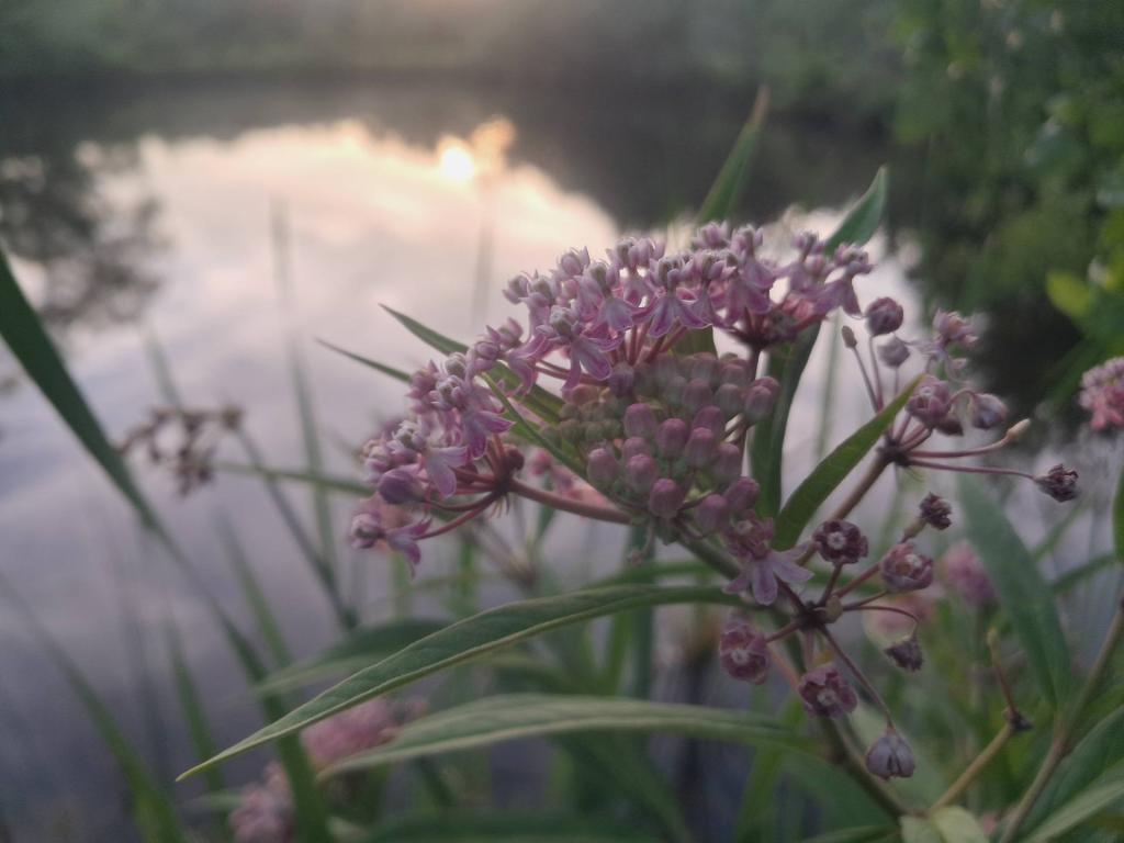 Photo: Swamp Milkweed [Expires July 31 2026]