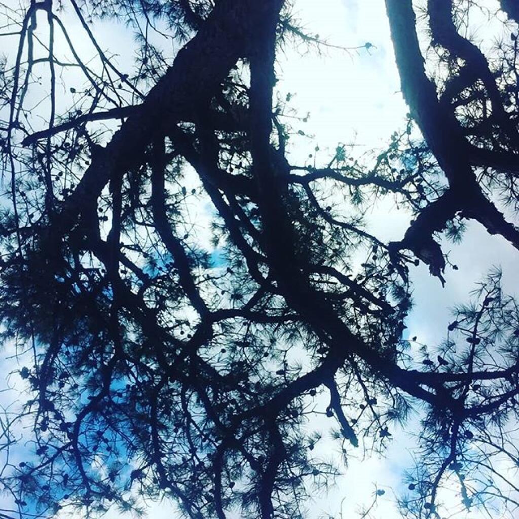 Photo: Laying under the Pitch Pine Again