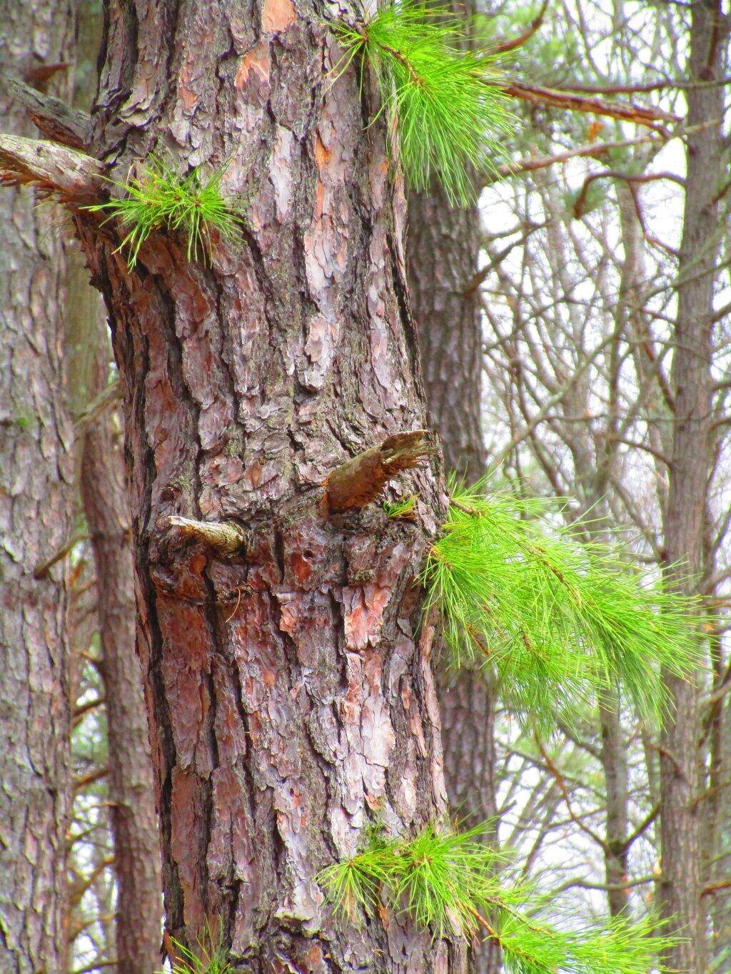 Photo: Pitch Pine Sprout