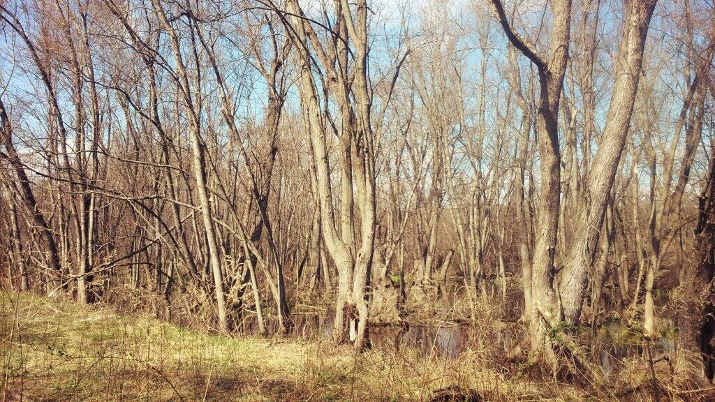 Photo: Wetlands Along The Trail