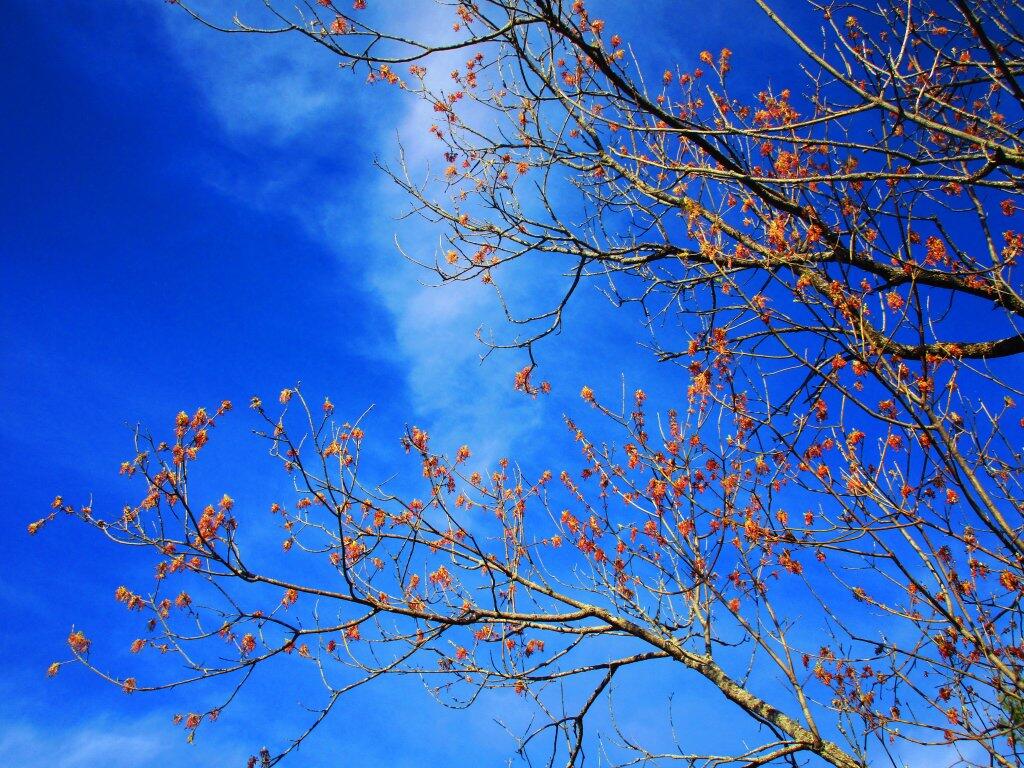 Photo: Buds