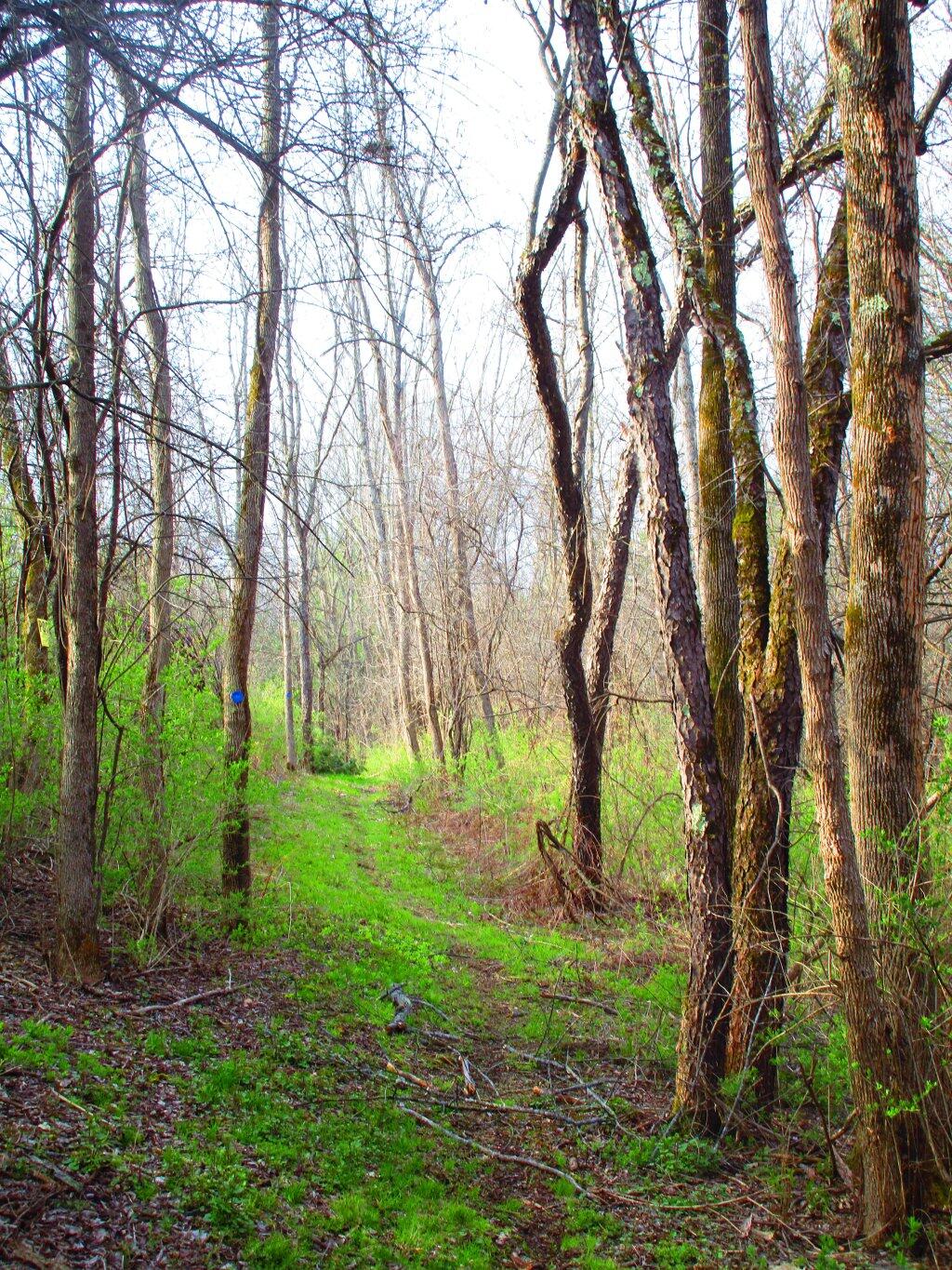 Photo: Blue Trail