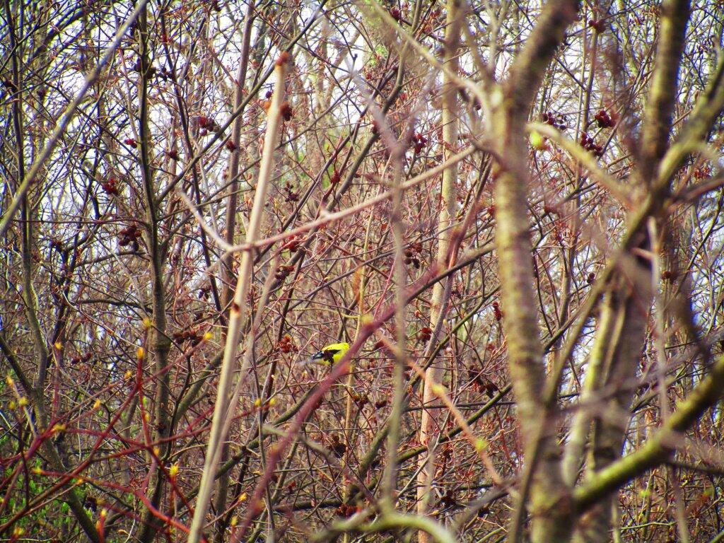 Photo: Gold Finch
