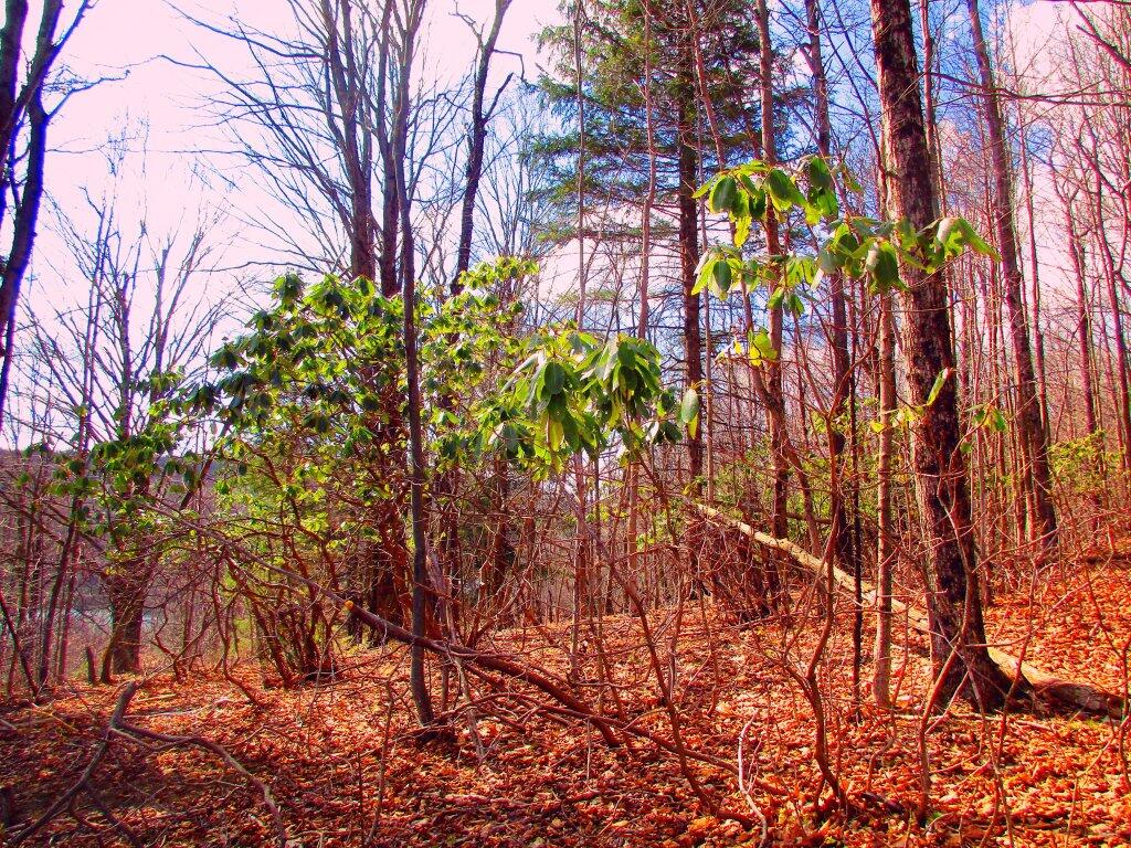 Photo: Mountain Laurel