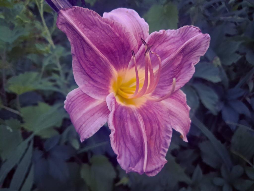 Photo: Day Lilly [Expires August 4 2026]