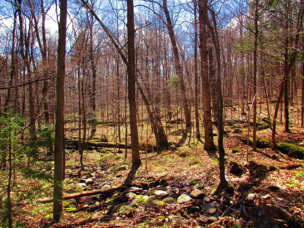 Photo: Not Much Of A Trail