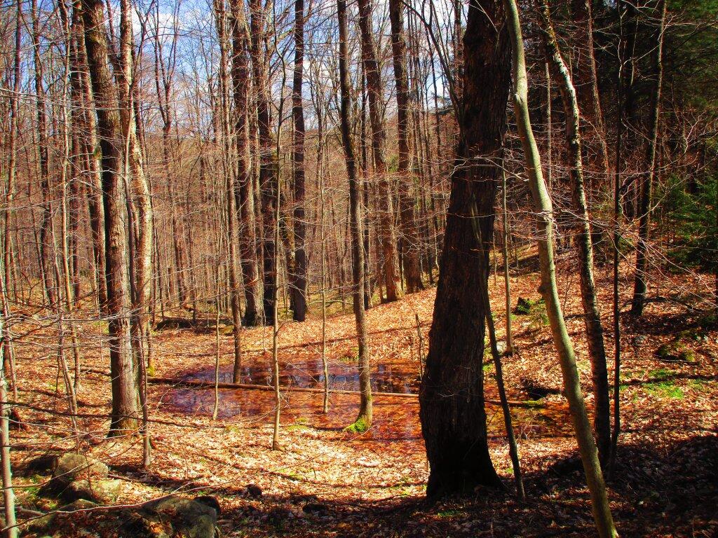 Photo: Vernal Pool