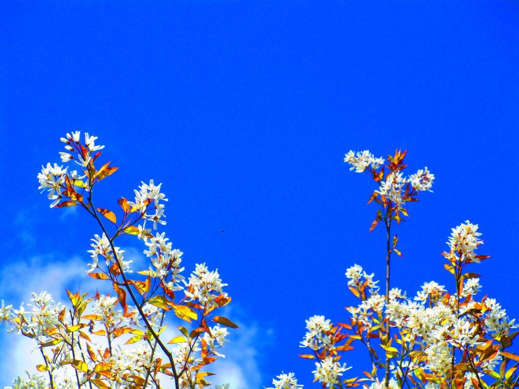 Photo: Blossums