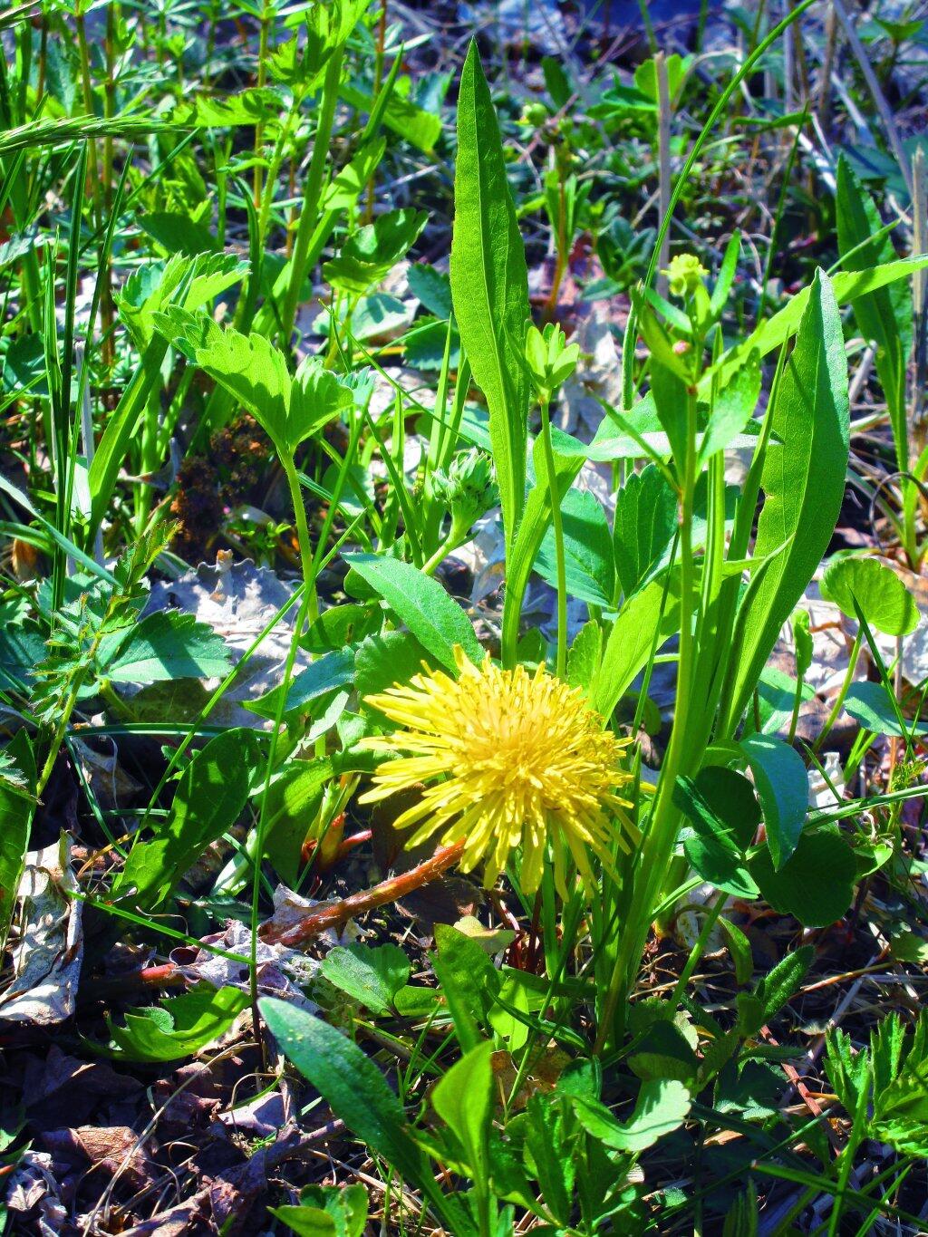 Photo: Dandlion