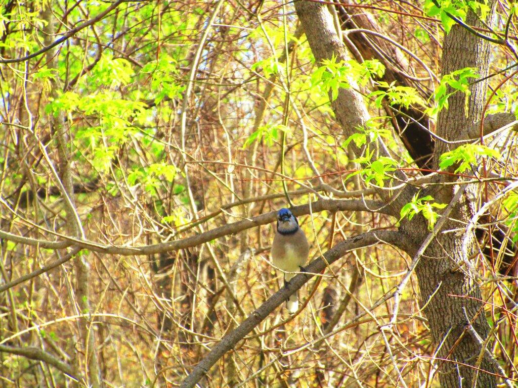 Photo: Blue Jay