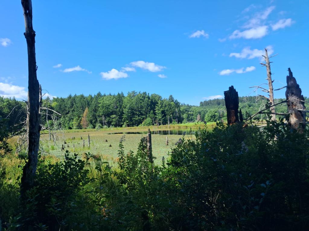 Photo: Looking Glass Pond [Expires August 7 2026]