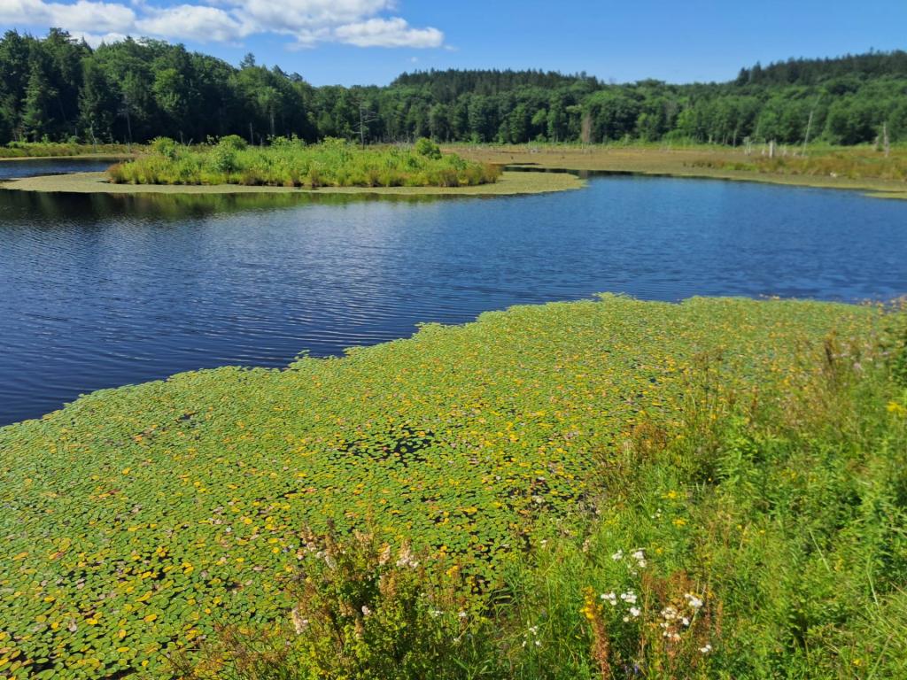 Photo: Looking Glass Pond [Expires August 7 2026]