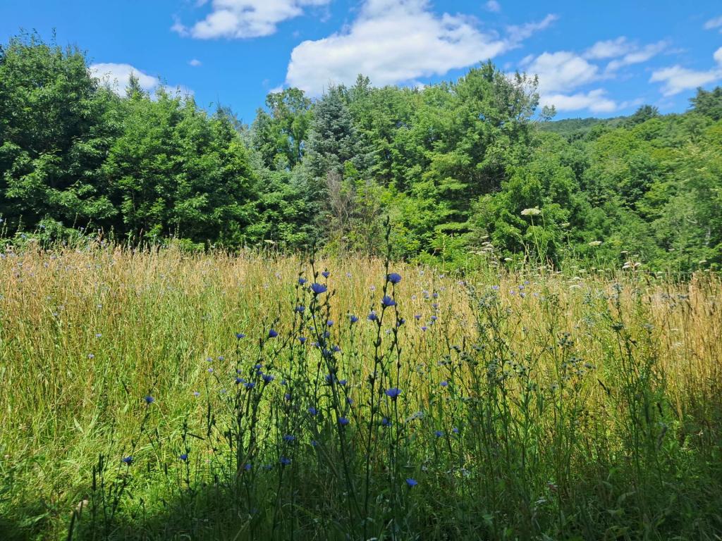 Photo: Untitled [Expires August 7 2026]