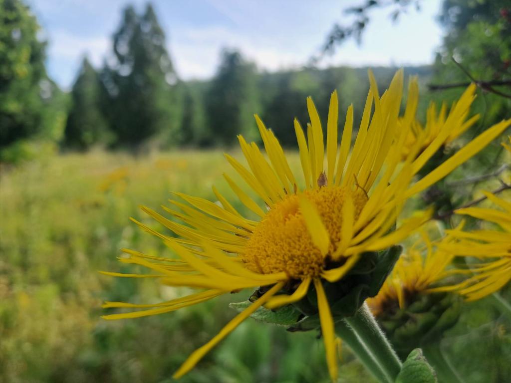 Photo: Elecampane [Expires August 7 2026]