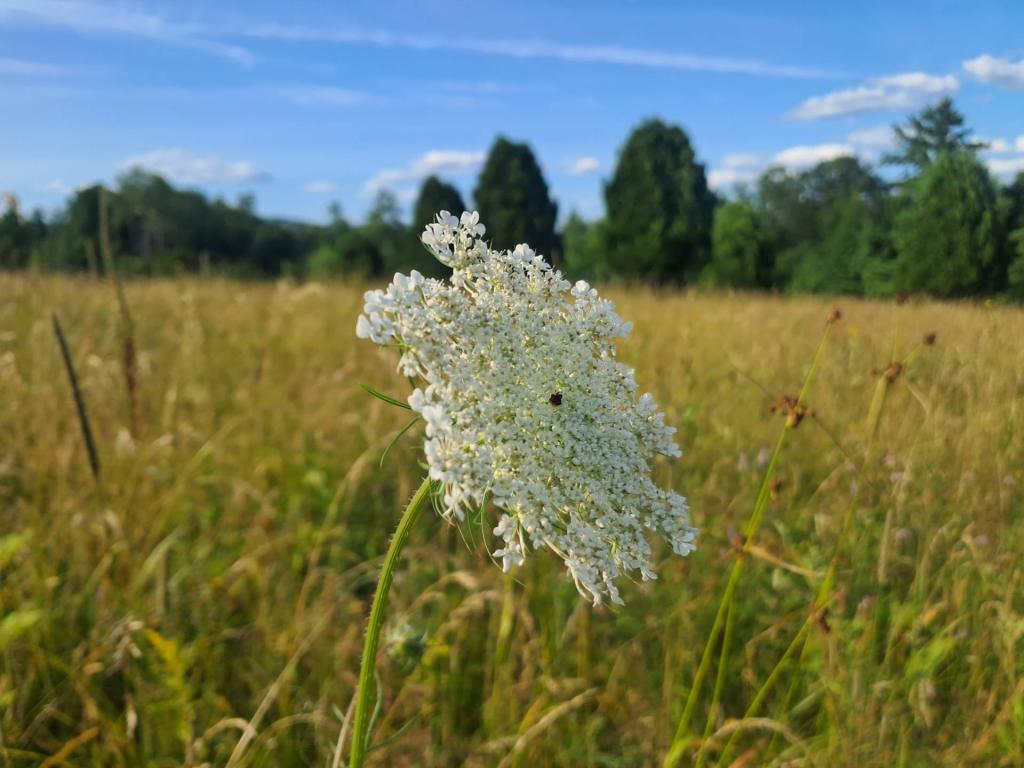 Photo: Queen Anne Lace [Expires August 7 2026]