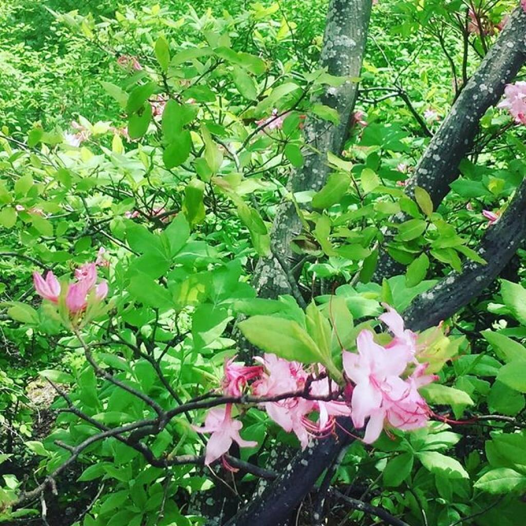 Photo: Pink