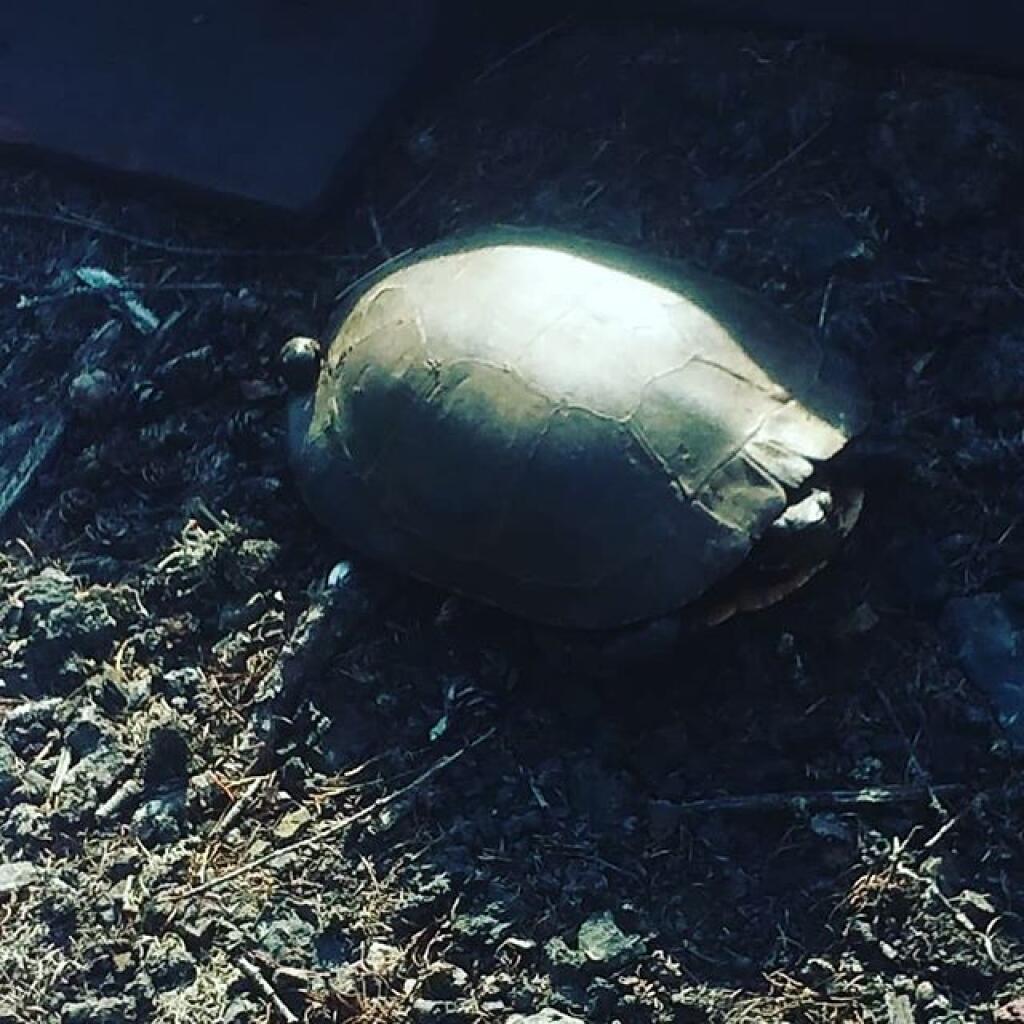 Photo: Turtle