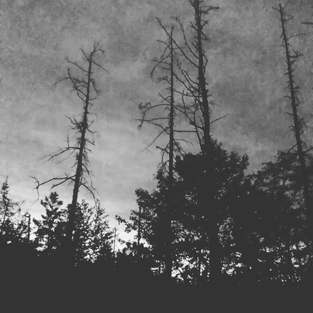 Photo: Clearing