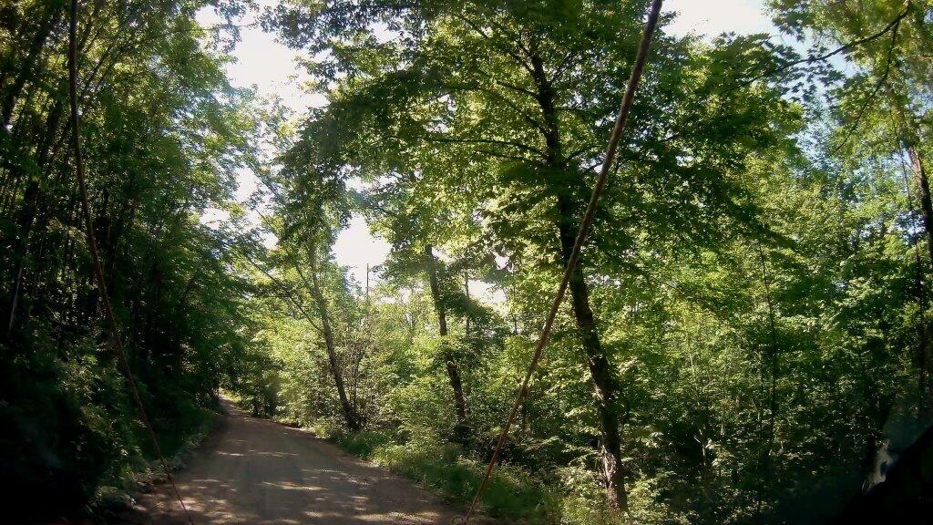 Photo: Early Morning On Jessup River Road