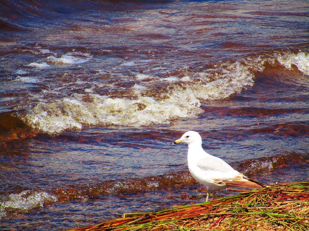 Photo: Seagull
