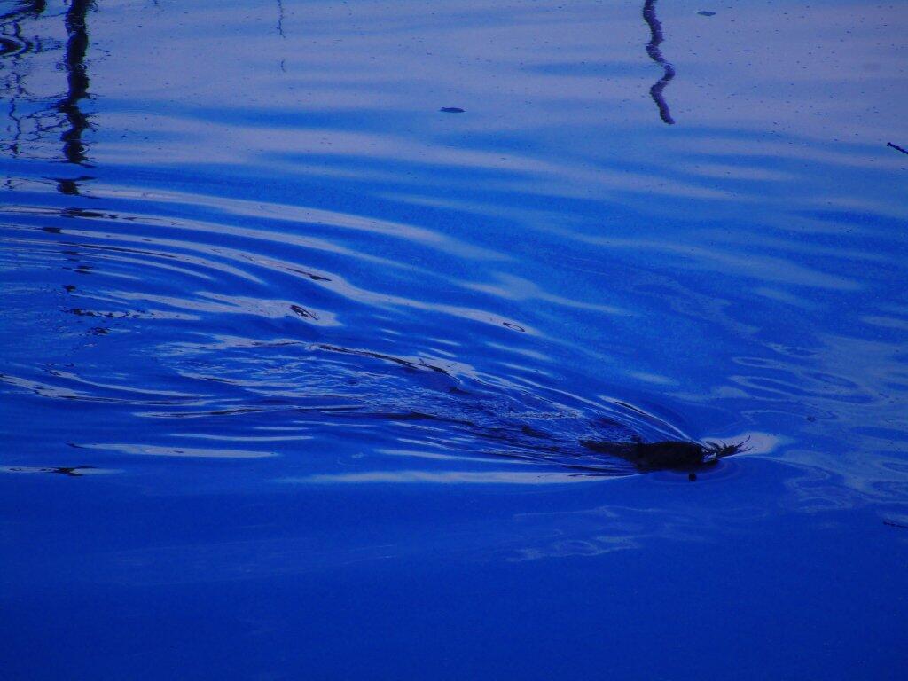 Photo: Lurks Below The Surface