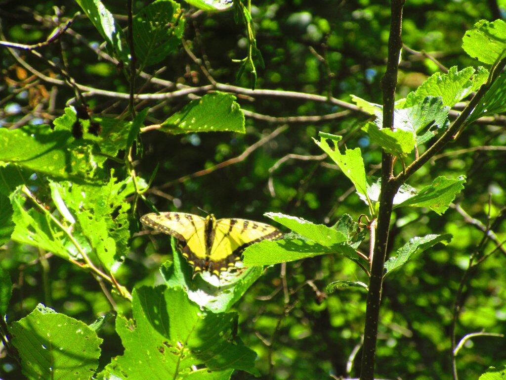 Photo: Butterfly