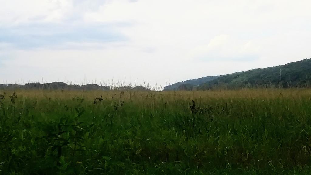 Photo: Marshland at the end of Seneca Lake