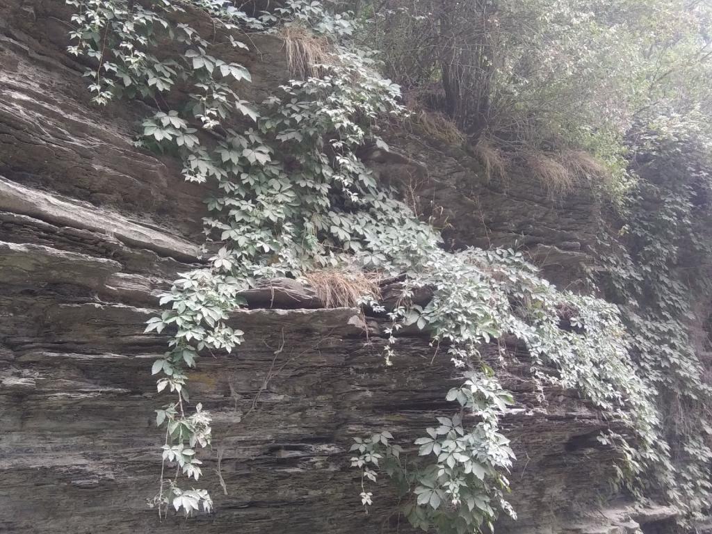 Photo: Ivy