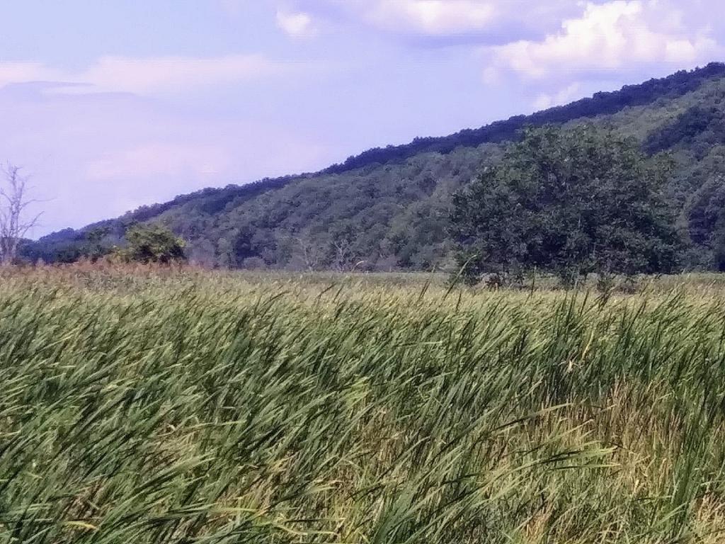 Photo: Grasslands