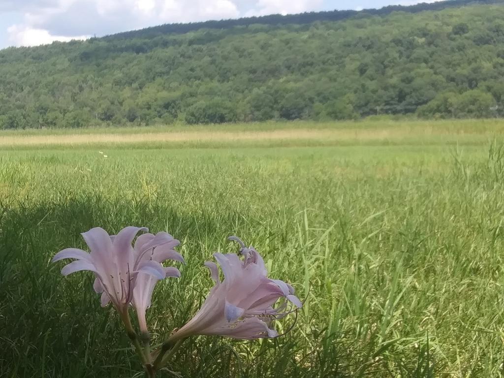 Photo: Lily