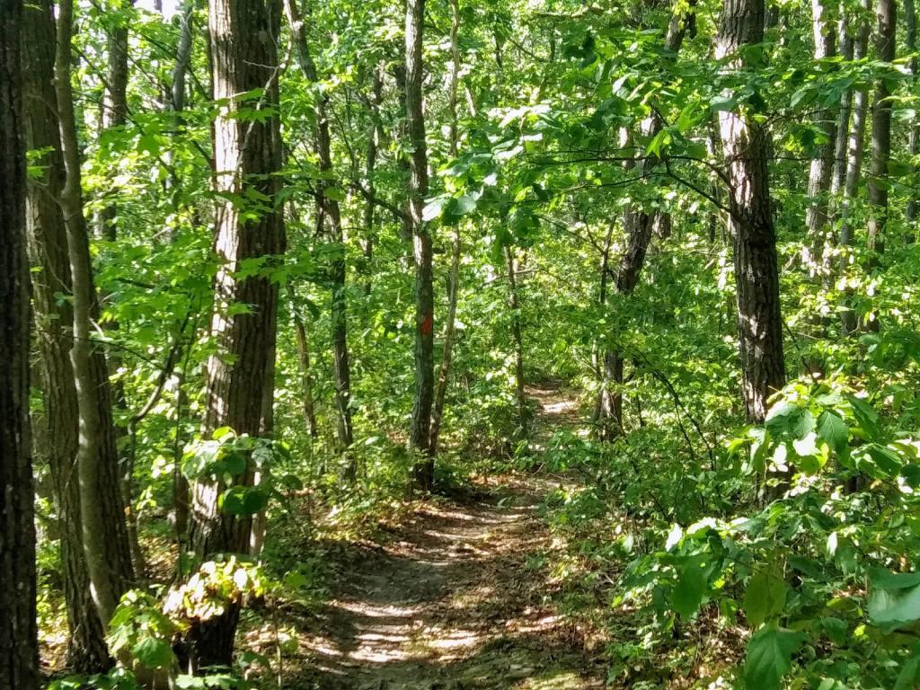 Photo: Finger Lakes Trail to the overlook is nice