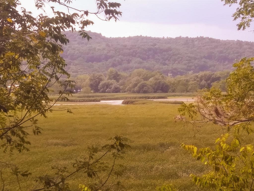 Photo: Summer walk in Marsh