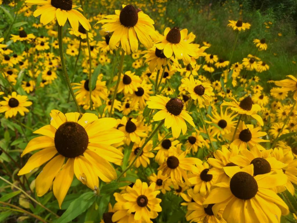 Photo: Black Eye Susan [Expires August 15 2026]