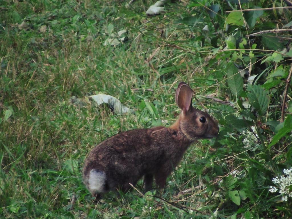 Photo: Rabbit