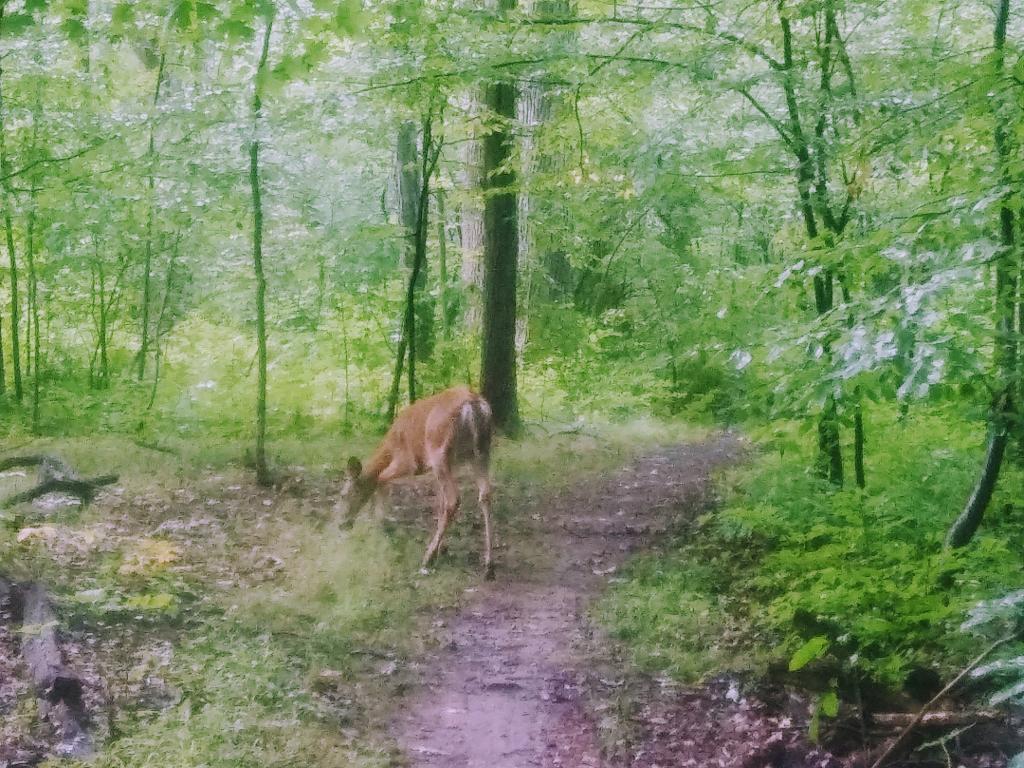 Photo: Doe