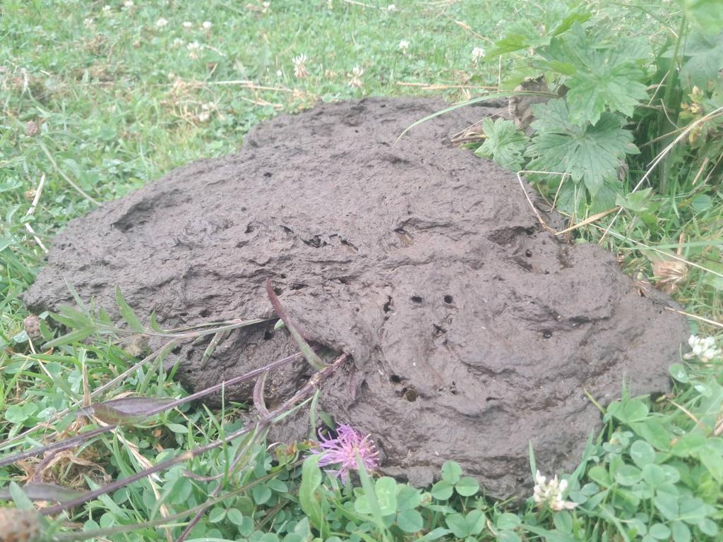 Photo: Cow plop 💩 [Expires August 16 2026]