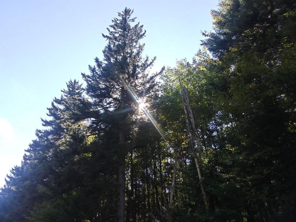 Photo: Afternoon sunshine