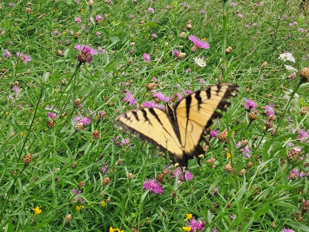Photo: Untitled [Expires August 16 2026]