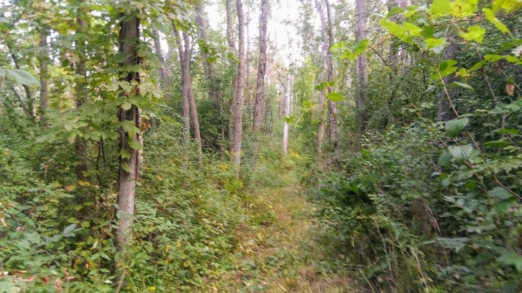 Photo: Trail well maintained