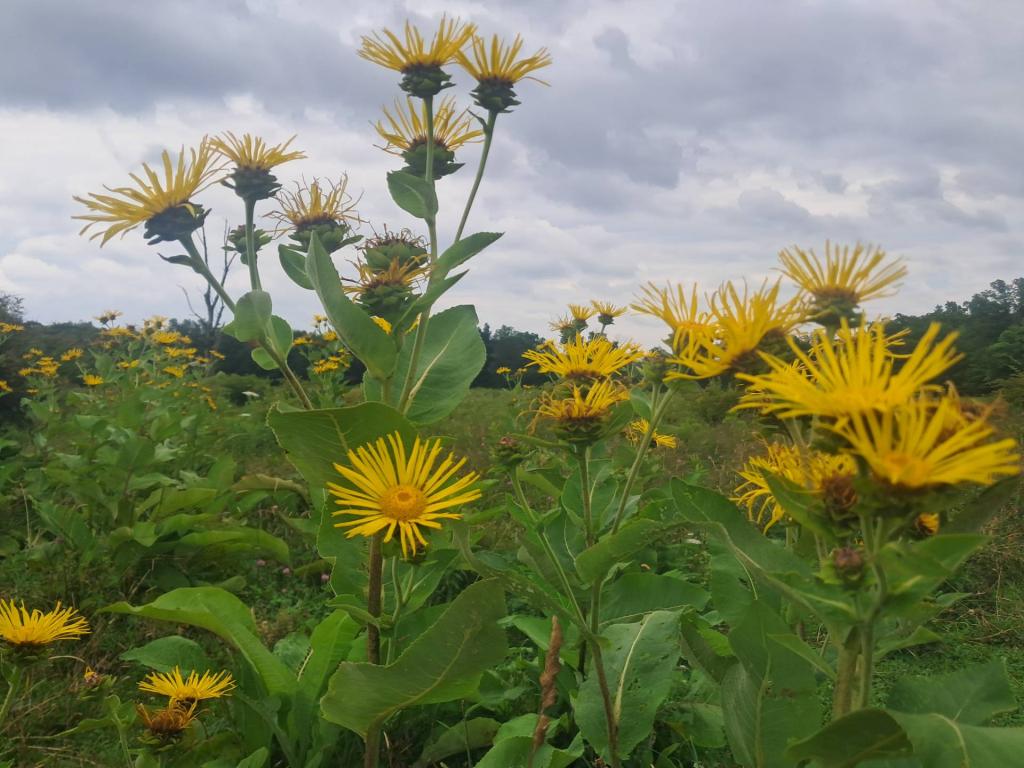 Photo: Field of Elecampane [Expires August 16 2026]