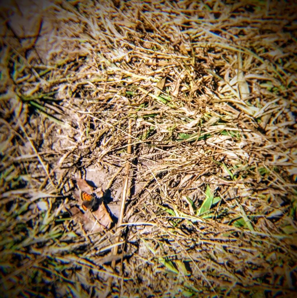 Photo: Butterfly 🦋