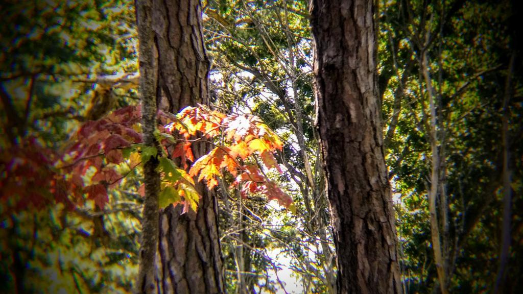 Photo: Autumn is coming