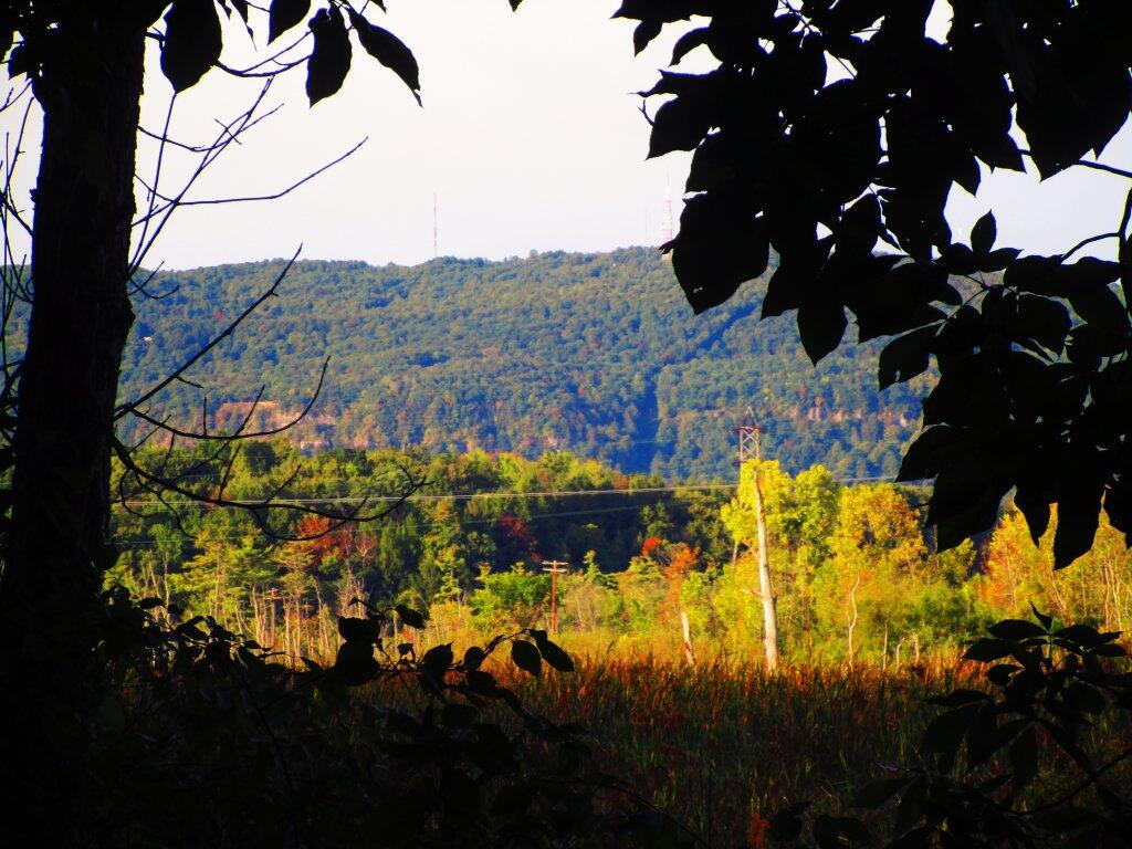 Photo: Thru The Trees