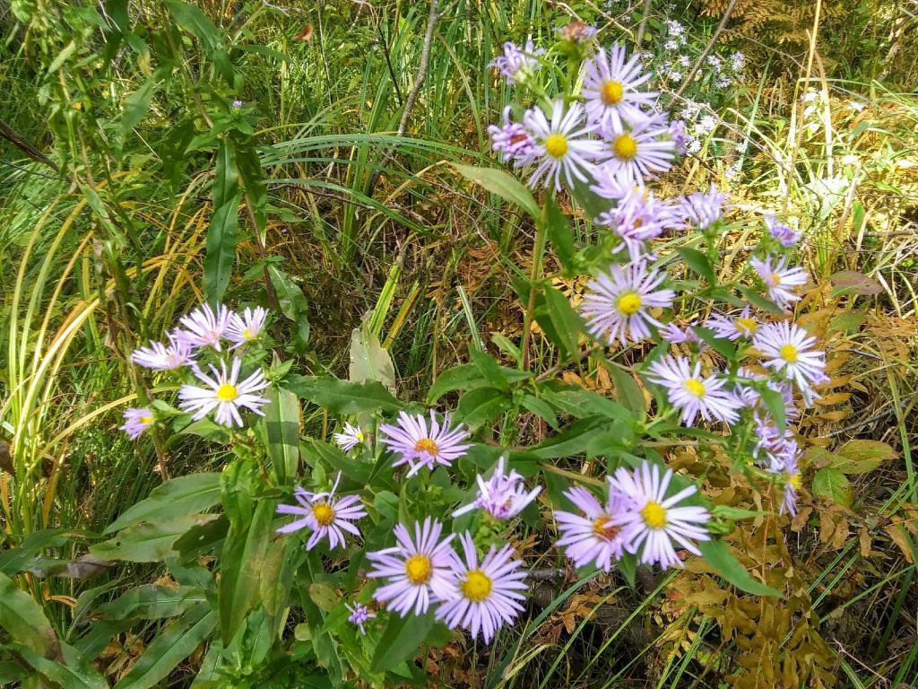 Photo: New England Asters 🌸