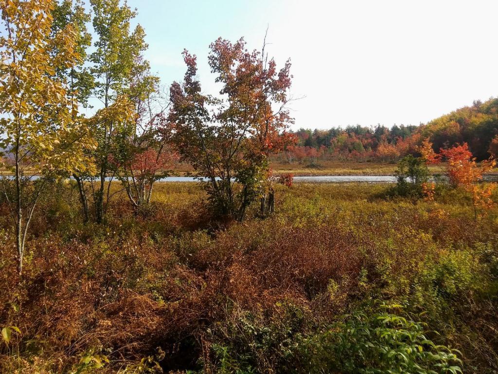 Photo: Colorful Marsh