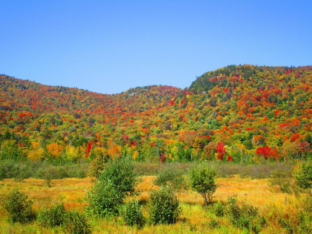 Photo: Marsh Below Snowy Mountain