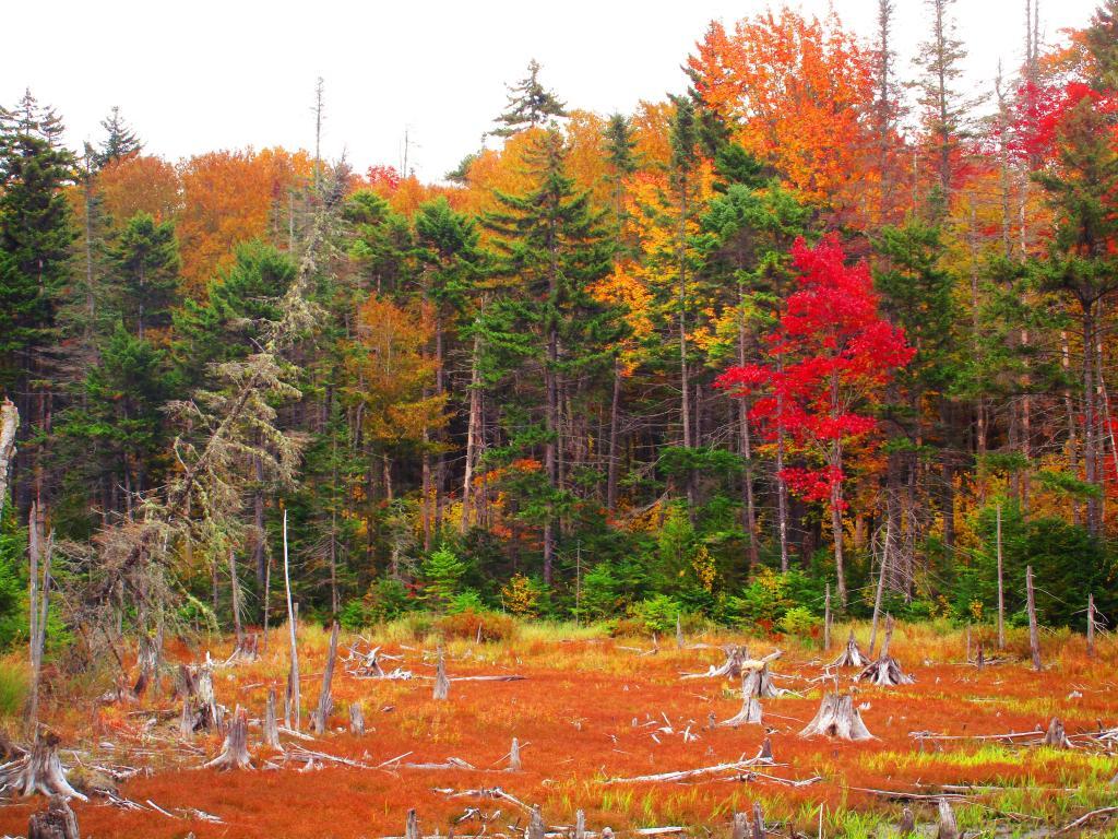 Photo: Wetland Along the French Louie Trail