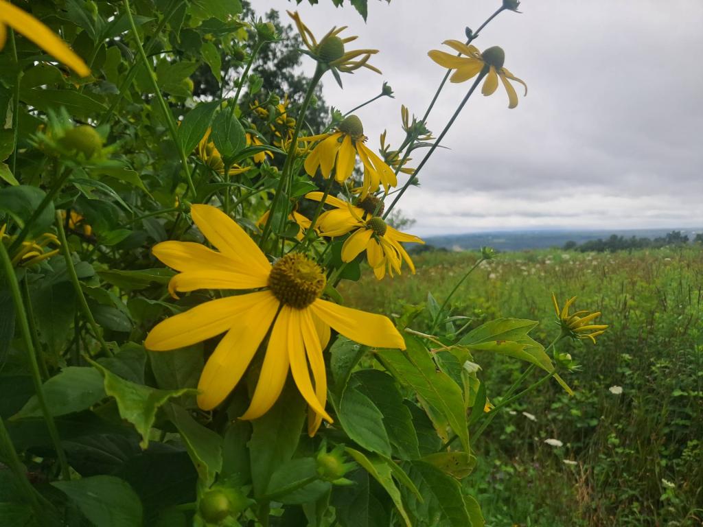 Photo: Untitled [Expires August 17 2026]