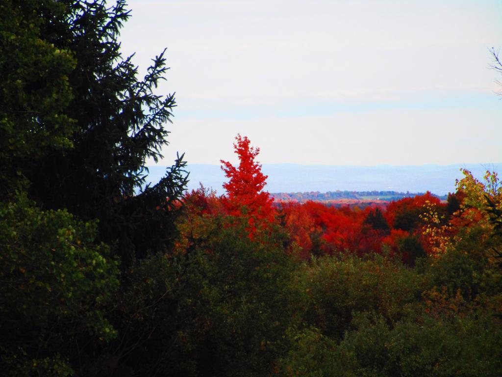 Photo: East from Bradt Hollow Road